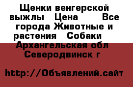 Щенки венгерской выжлы › Цена ­ 1 - Все города Животные и растения » Собаки   . Архангельская обл.,Северодвинск г.